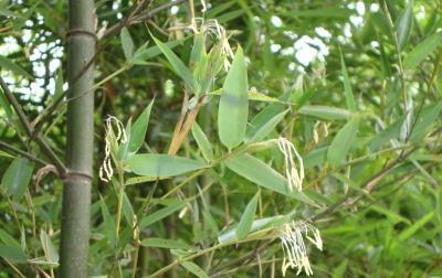 这次错过竹子开花要再等60年_成都竹子罕见开花 错过再等60年