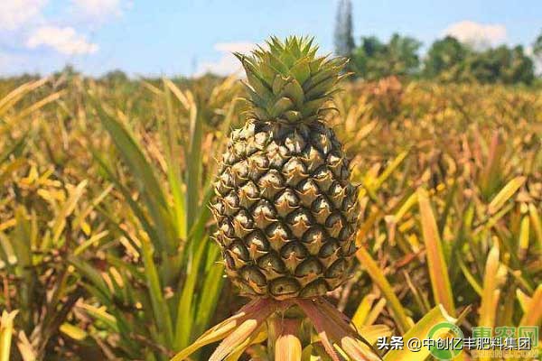 菠萝是树上的还是地下的（菠萝是树上的还是地下的果实）
