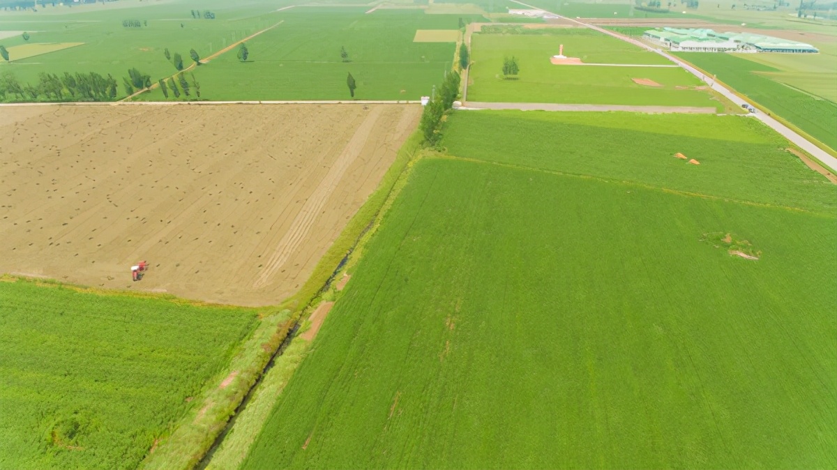 中国三大艾草产地（艾草中国四大产地）