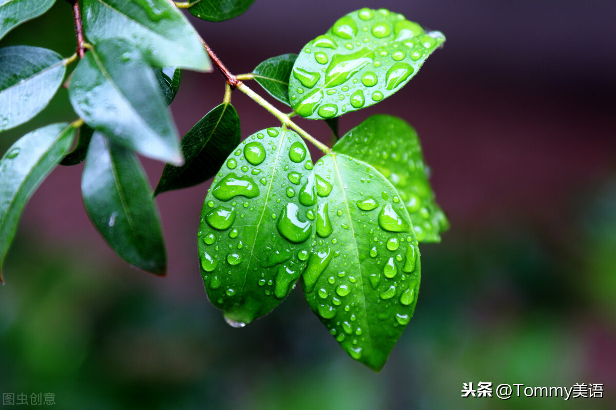 people怎么读（hero怎么读）