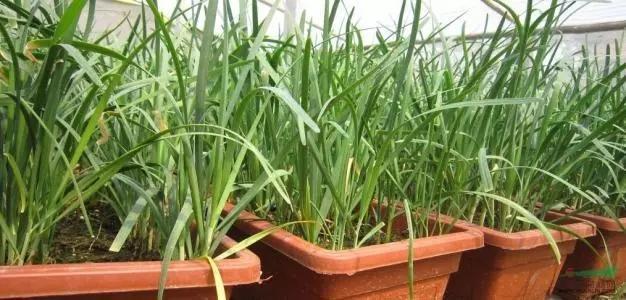 韭菜浇水的正确方法（韭菜最怕三种肥料）