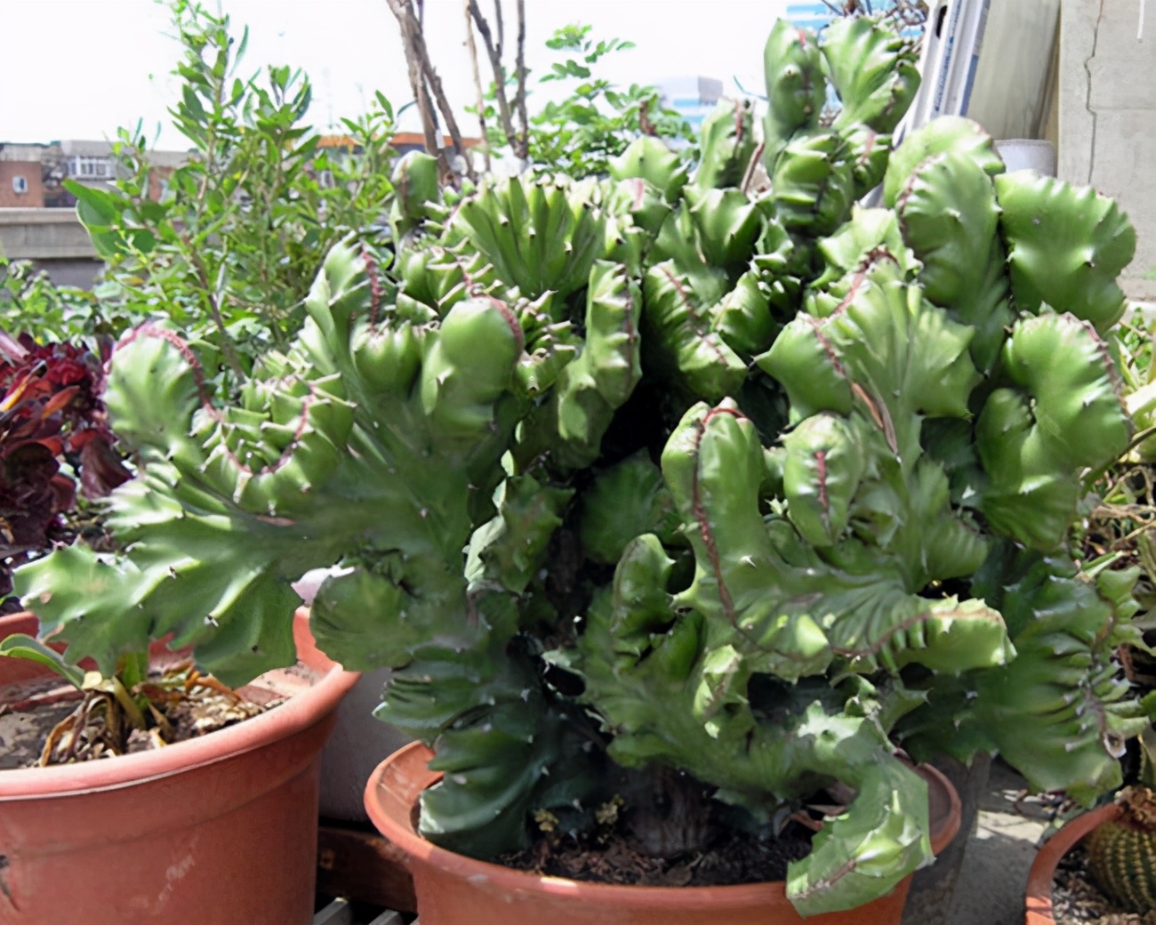 麒麟花卉的养殖方法（麒麟花卉的养殖方法保护环境）