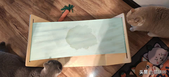 除猫尿味最好的办法（猫以前不乱尿为什么现在乱尿）