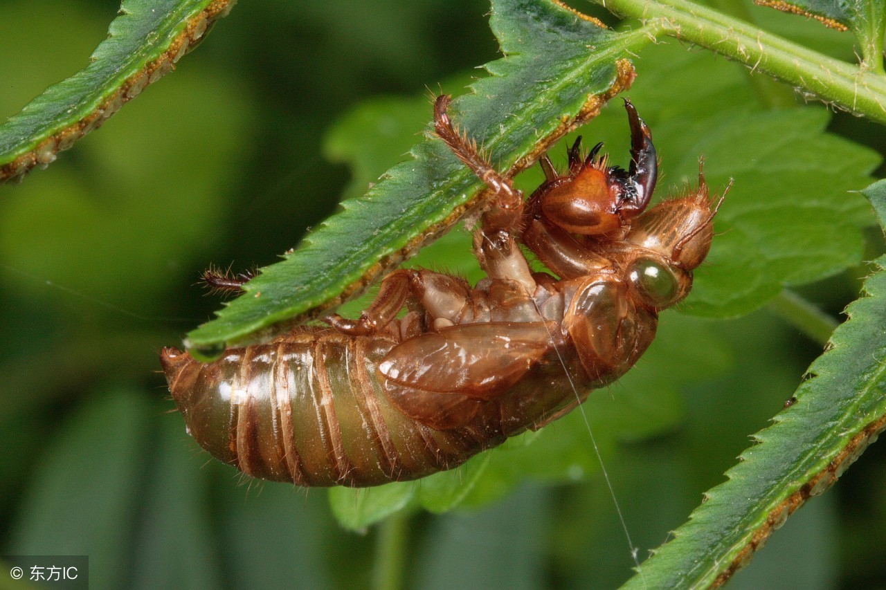托物言志是写作手法还是表现手法（托物言志是写作手法还是表现手法呢）