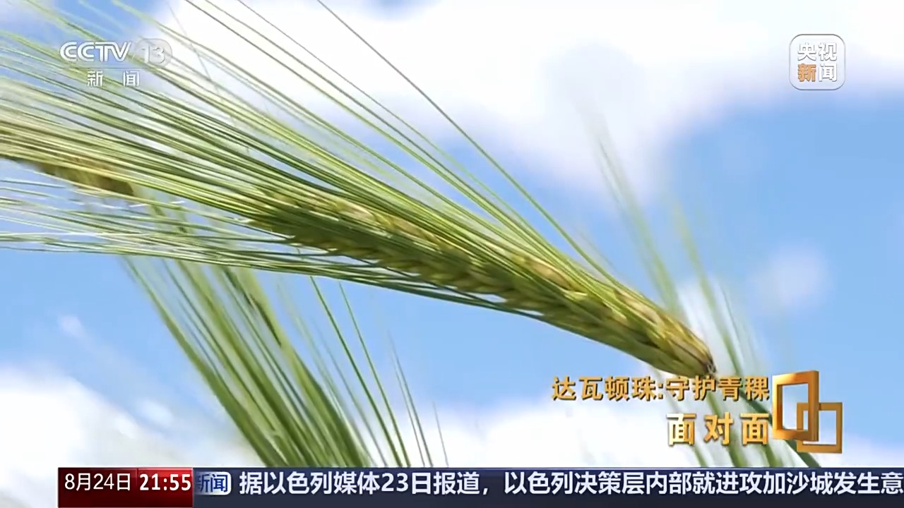 青稞为何要保留延续四千多个品种？解码“西藏粮仓”密码